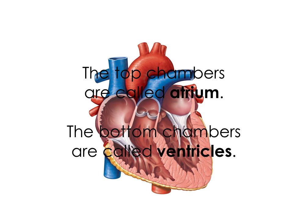 The top chambers are called atrium. The bottom chambers are called ventricles.