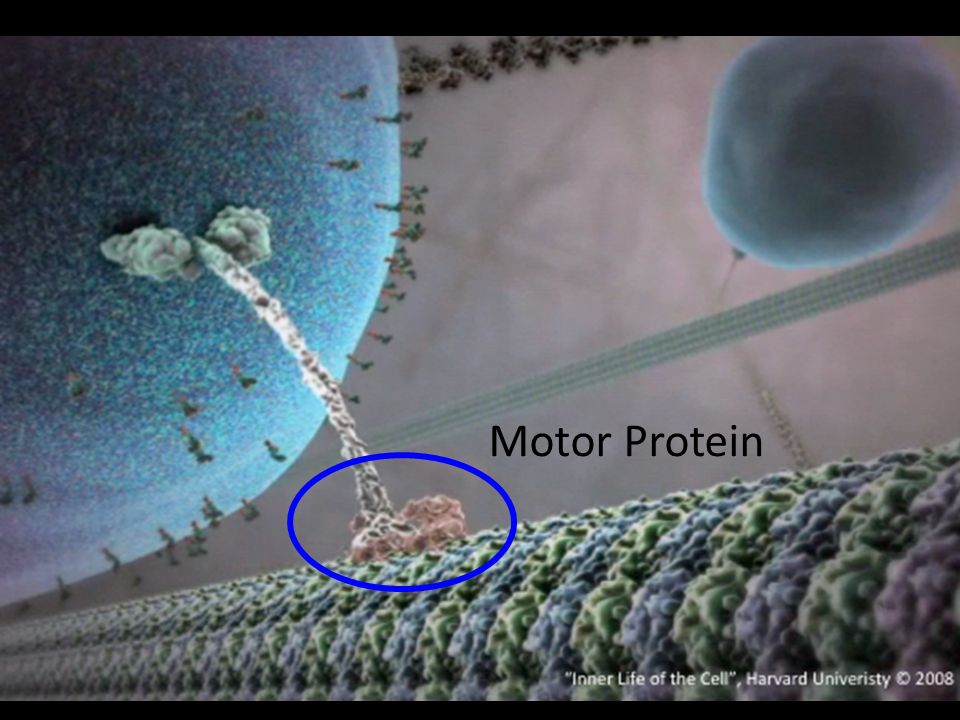 Inner Life of the Cell , Harvard University © 2008 ≈ 100 nanometers