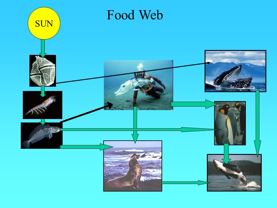 The Antarctica Food Web. What is a Food Web? It is different to a basic food  chain. It is a more complex food chain which make cross over between species.  - ppt