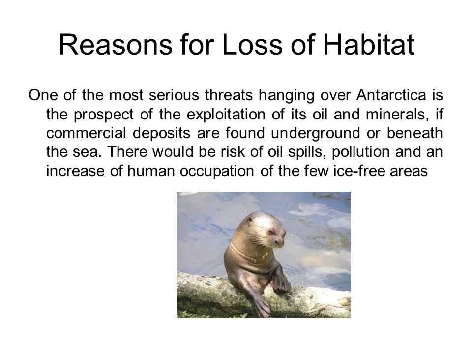 Reasons for Loss of Habitat One of the most serious threats hanging over Antarctica is the prospect of the exploitation of its oil and minerals, if commercial deposits are found underground or beneath the sea.
