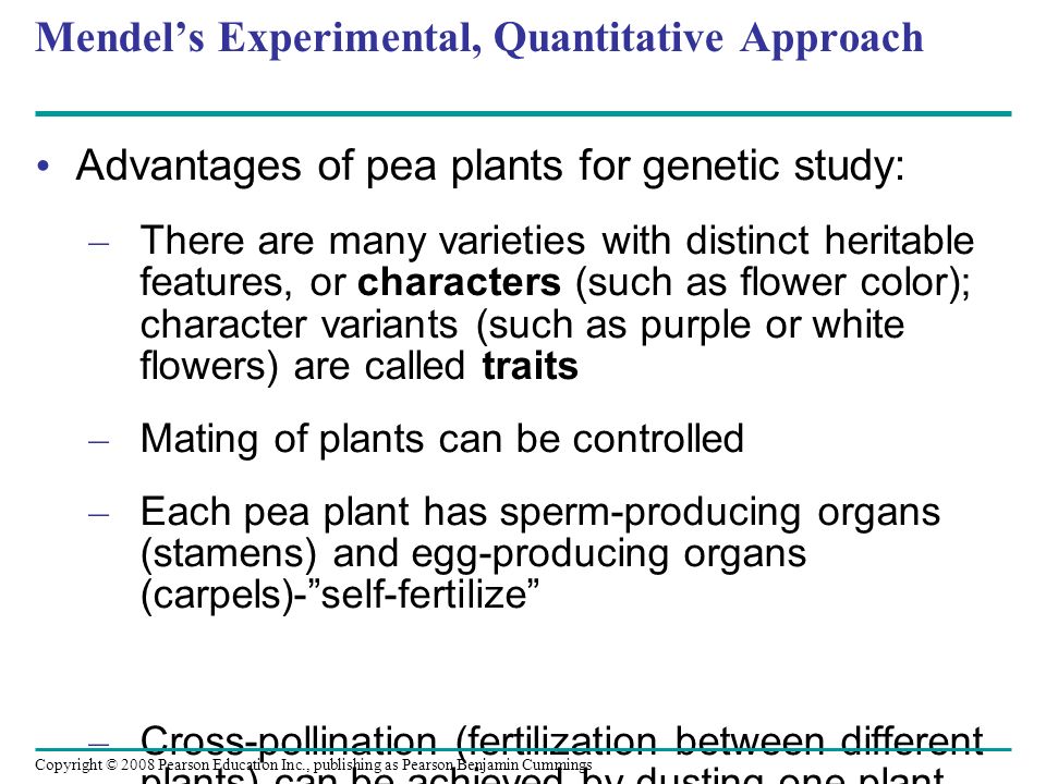 Mendel’s Experimental, Quantitative Approach Advantages of pea plants for genetic study: – There are many varieties with distinct heritable features, or characters (such as flower color); character variants (such as purple or white flowers) are called traits – Mating of plants can be controlled – Each pea plant has sperm-producing organs (stamens) and egg-producing organs (carpels)- self-fertilize – Cross-pollination (fertilization between different plants) can be achieved by dusting one plant with pollen from another Copyright © 2008 Pearson Education Inc., publishing as Pearson Benjamin Cummings