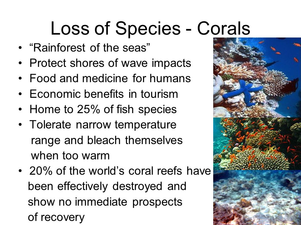 Loss of Species - Corals Rainforest of the seas Protect shores of wave impacts Food and medicine for humans Economic benefits in tourism Home to 25% of fish species Tolerate narrow temperature range and bleach themselves when too warm 20% of the world’s coral reefs have been effectively destroyed and show no immediate prospects of recovery