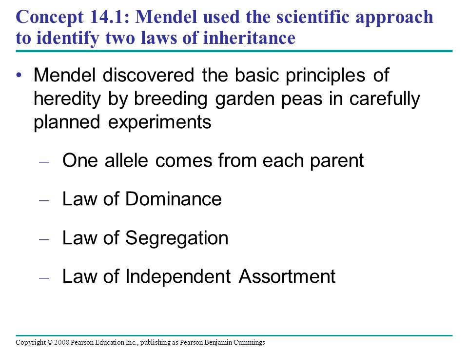 Concept 14.1: Mendel used the scientific approach to identify two laws of inheritance Mendel discovered the basic principles of heredity by breeding garden peas in carefully planned experiments – One allele comes from each parent – Law of Dominance – Law of Segregation – Law of Independent Assortment Copyright © 2008 Pearson Education Inc., publishing as Pearson Benjamin Cummings