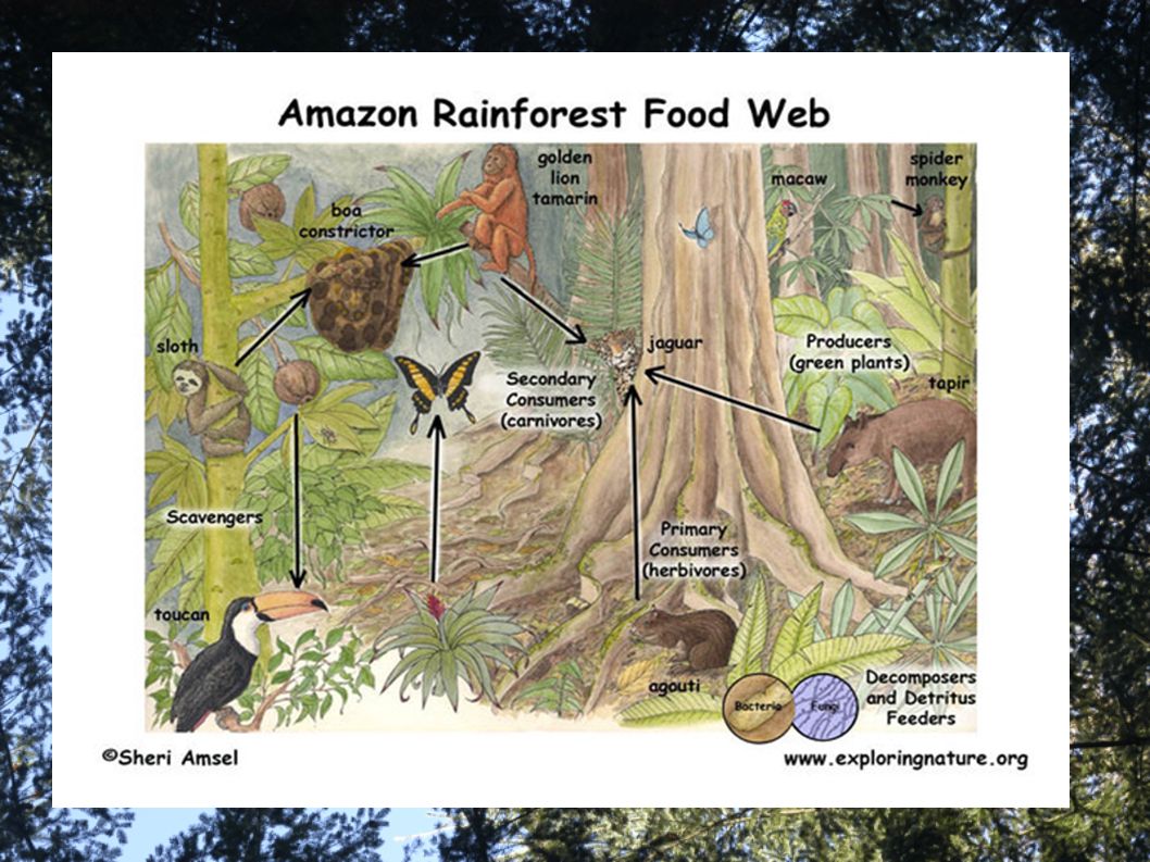 Rain Forest By Paige Ppt Video Online Download
