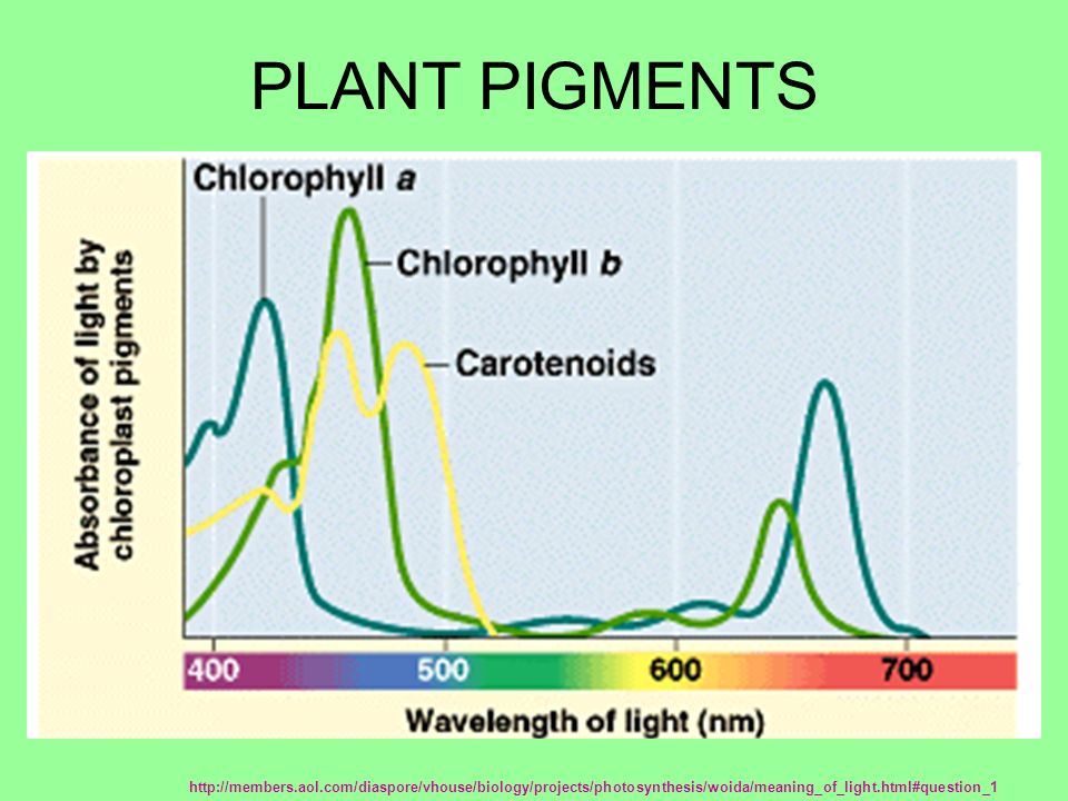 chromatography ap bio lab 4a image by riedell ppt download chromatography lab