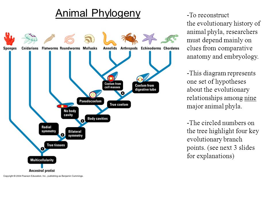 Q: Is human evolution a ladder with a series of steps leading directly from  an anthropoid ancestor to Homo sapiens? A: No. It is like a multibranched.  - ppt download