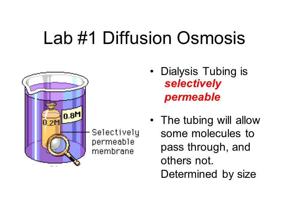 osmosis experiment dialysis tubing