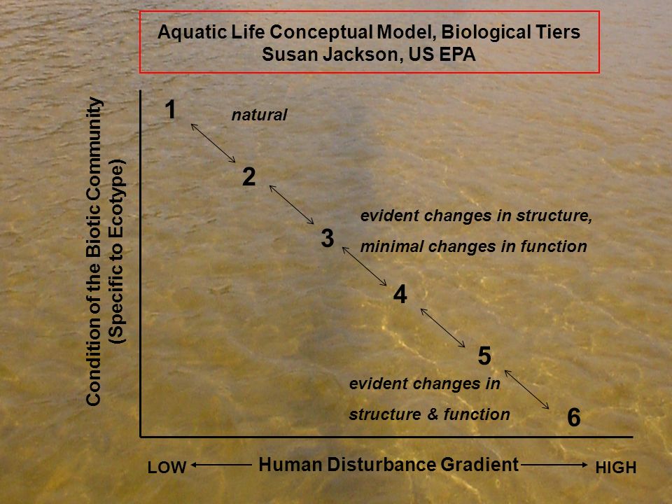 Condition of the Biotic Community (Specific to Ecotype) evident changes in structure, minimal changes in function Human Disturbance Gradient LOWHIGH evident changes in structure & function Aquatic Life Conceptual Model, Biological Tiers Susan Jackson, US EPA natural
