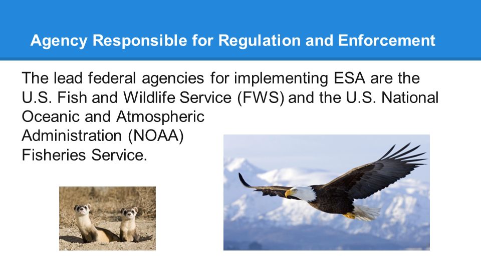 Agency Responsible for Regulation and Enforcement The lead federal agencies for implementing ESA are the U.S.