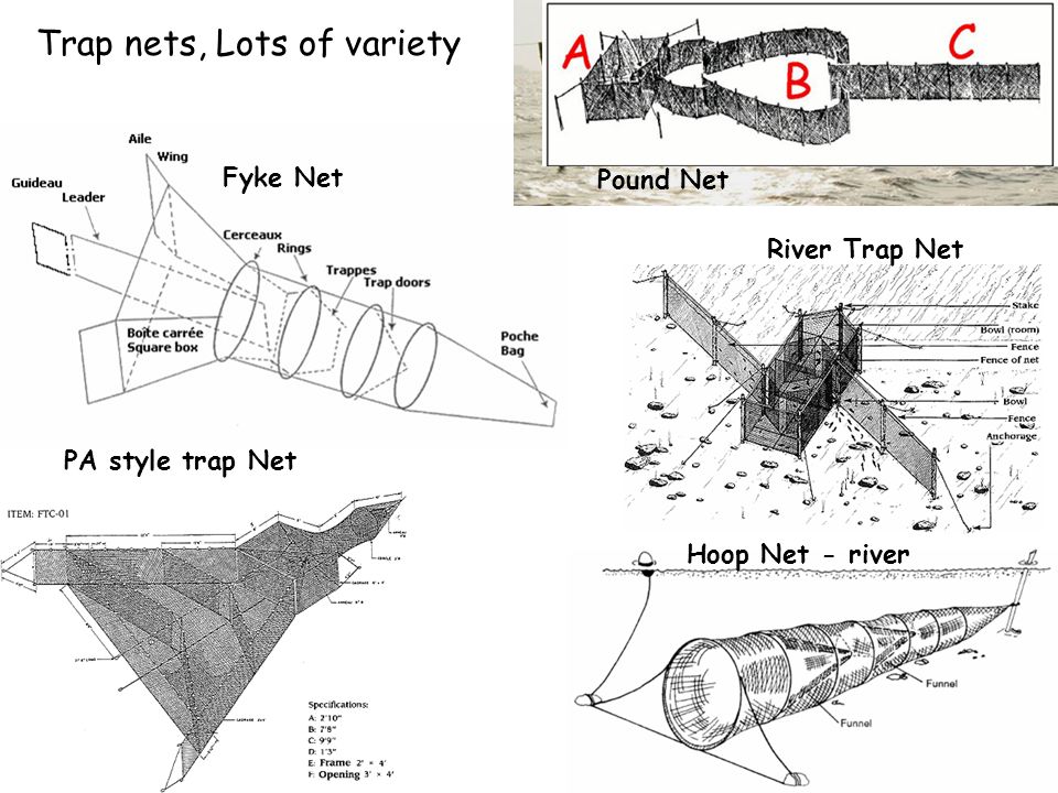 Fisheries Techniques Zoo 511. Today's outline Announcements: –Final Exam  next week! Format will be one section with timed stations, and one section  with. - ppt download