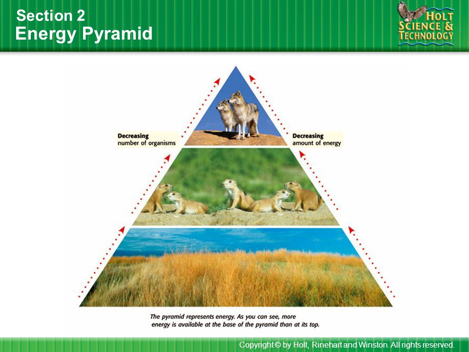 Energy Pyramid Section 2 Copyright © by Holt, Rinehart and Winston. All rights reserved.