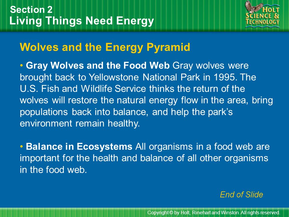 Living Things Need Energy Section 2 Wolves and the Energy Pyramid Gray Wolves and the Food Web Gray wolves were brought back to Yellowstone National Park in 1995.
