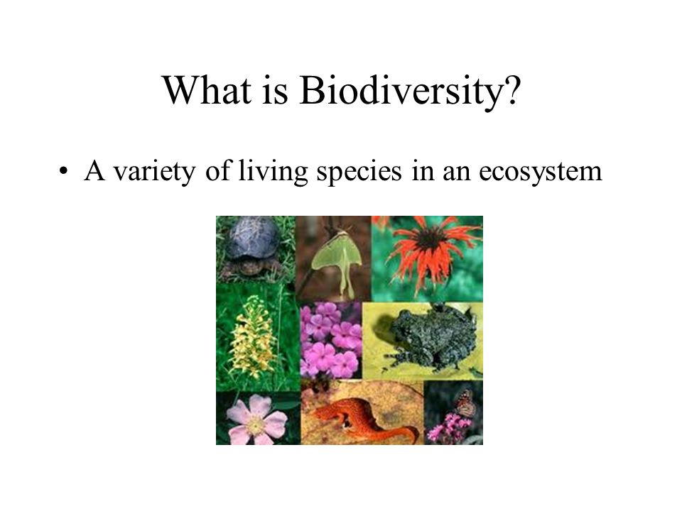 What is Biodiversity A variety of living species in an ecosystem