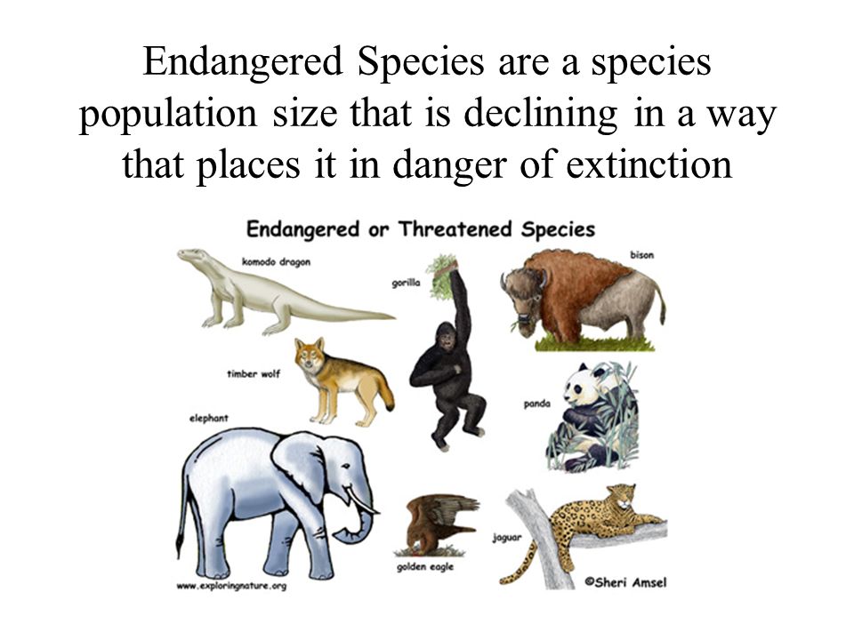 Endangered Species are a species population size that is declining in a way that places it in danger of extinction