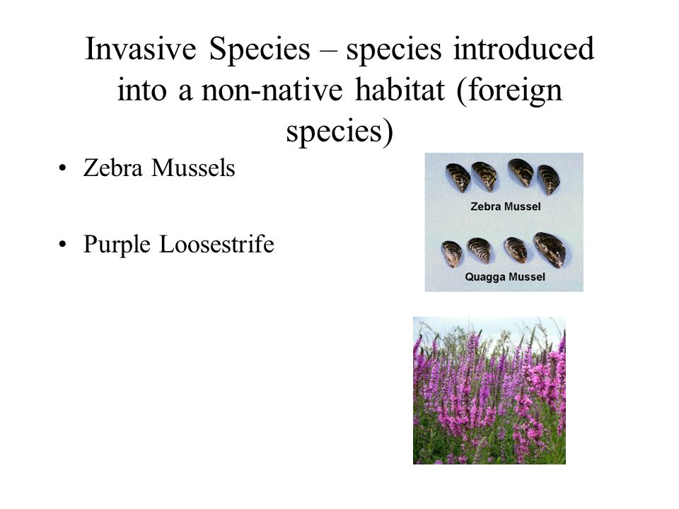 Invasive Species – species introduced into a non-native habitat (foreign species) Zebra Mussels Purple Loosestrife