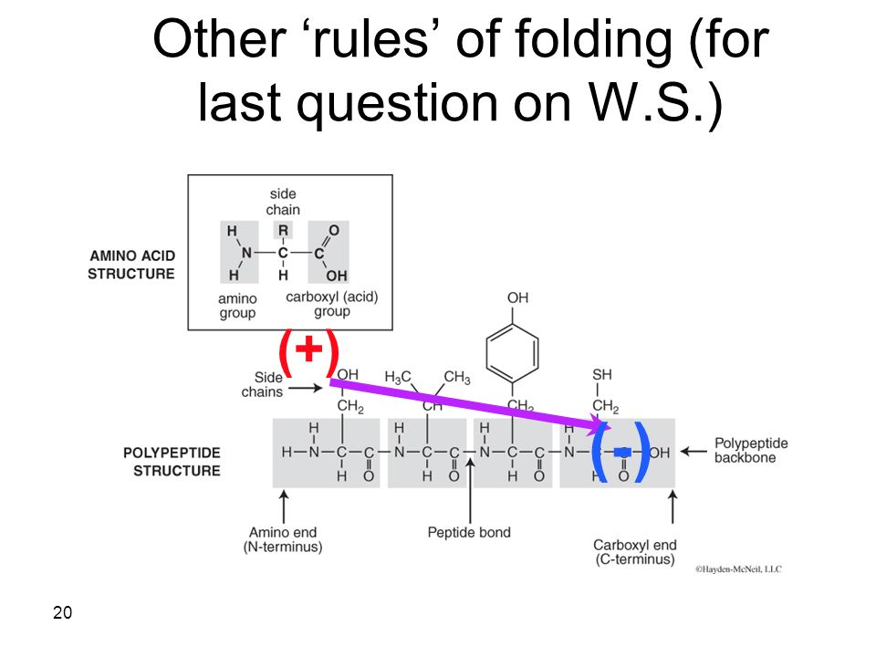 20 Other ‘rules’ of folding (for last question on W.S.) (+) (-)