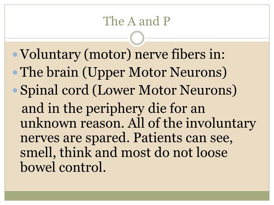 The A and P Voluntary (motor) nerve fibers in: The brain (Upper Motor Neurons) Spinal cord (Lower Motor Neurons) and in the periphery die for an unknown reason.
