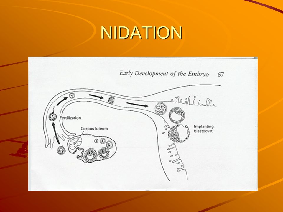 Nidation