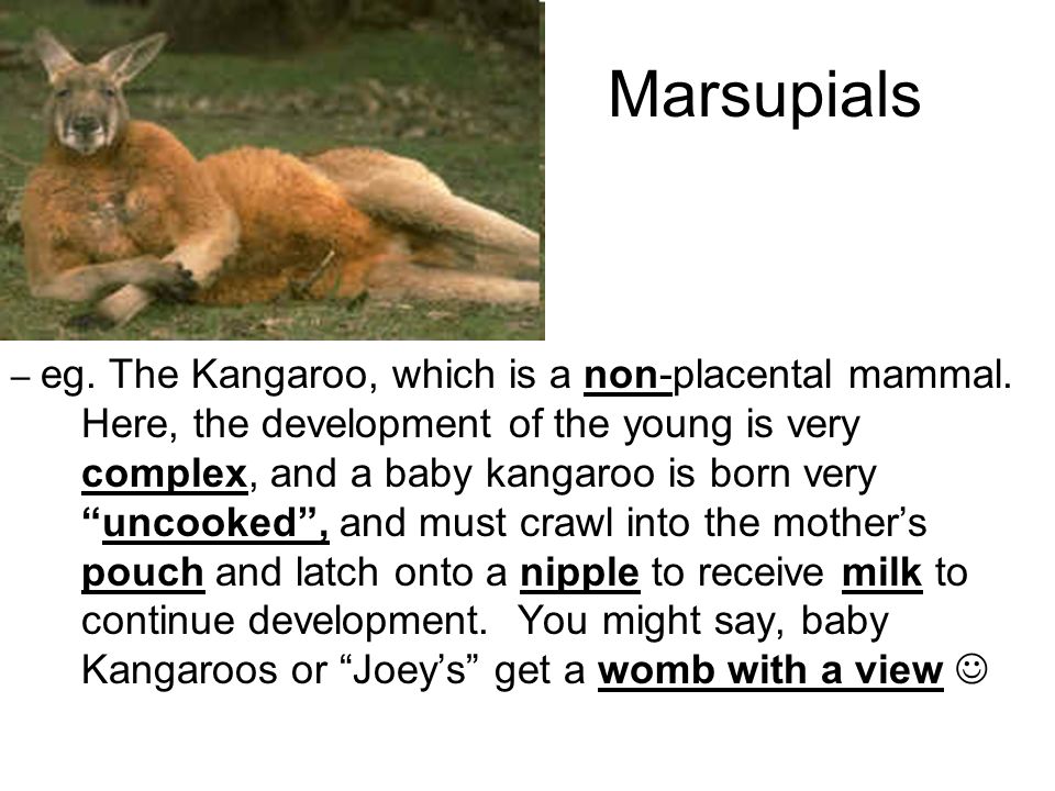 Similarities between placentals and marsupials and monotremes forex trading signals pdf creator