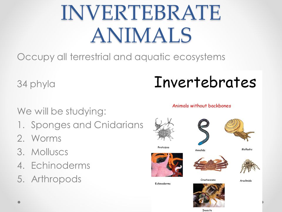 ANIMAL KINGDOM. INVERTEBRATE ANIMALS Occupy all terrestrial and aquatic  ecosystems 34 phyla We will be studying:  and Cnidarians   . - ppt download