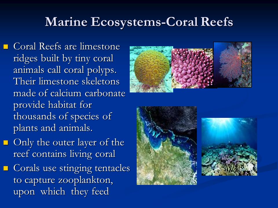 Marine Ecosystems-Coral Reefs Coral Reefs are limestone ridges built by tiny coral animals call coral polyps.
