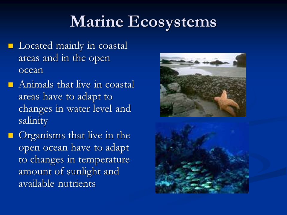 Marine Ecosystems Located mainly in coastal areas and in the open ocean Located mainly in coastal areas and in the open ocean Animals that live in coastal areas have to adapt to changes in water level and salinity Animals that live in coastal areas have to adapt to changes in water level and salinity Organisms that live in the open ocean have to adapt to changes in temperature amount of sunlight and available nutrients Organisms that live in the open ocean have to adapt to changes in temperature amount of sunlight and available nutrients