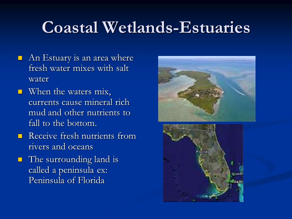 Coastal Wetlands-Estuaries An Estuary is an area where fresh water mixes with salt water An Estuary is an area where fresh water mixes with salt water When the waters mix, currents cause mineral rich mud and other nutrients to fall to the bottom.