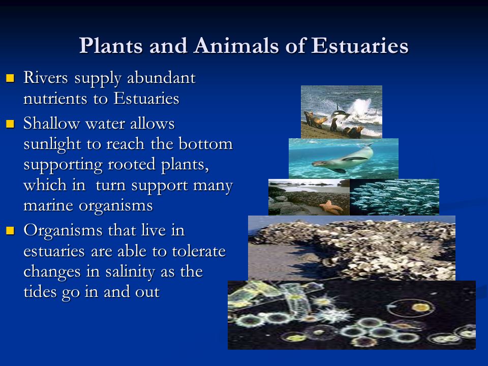 Plants and Animals of Estuaries Rivers supply abundant nutrients to Estuaries Rivers supply abundant nutrients to Estuaries Shallow water allows sunlight to reach the bottom supporting rooted plants, which in turn support many marine organisms Shallow water allows sunlight to reach the bottom supporting rooted plants, which in turn support many marine organisms Organisms that live in estuaries are able to tolerate changes in salinity as the tides go in and out Organisms that live in estuaries are able to tolerate changes in salinity as the tides go in and out