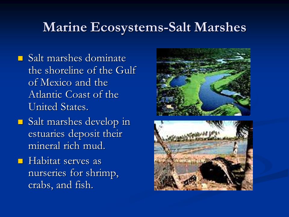 Marine Ecosystems-Salt Marshes Salt marshes dominate the shoreline of the Gulf of Mexico and the Atlantic Coast of the United States.