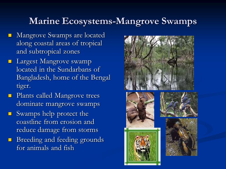 Marine Ecosystems-Mangrove Swamps Mangrove Swamps are located along coastal areas of tropical and subtropical zones Mangrove Swamps are located along coastal areas of tropical and subtropical zones Largest Mangrove swamp located in the Sundarbans of Bangladesh, home of the Bengal tiger.