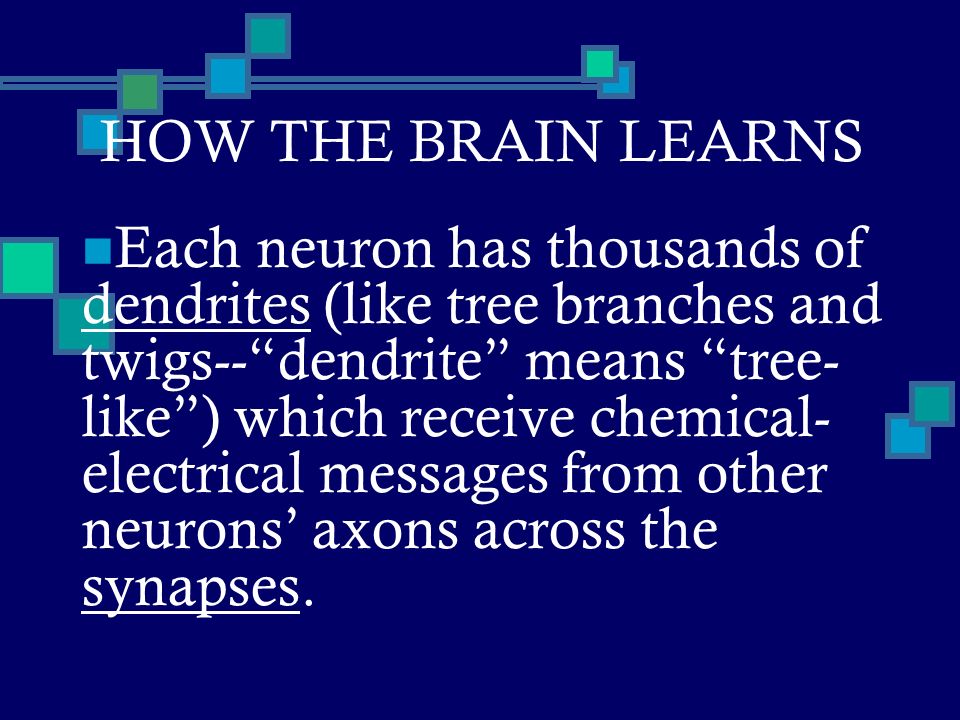 HOW THE BRAIN LEARNS Each neuron has thousands of dendrites (like tree branches and twigs-- dendrite means tree- like ) which receive chemical- electrical messages from other neurons’ axons across the synapses.