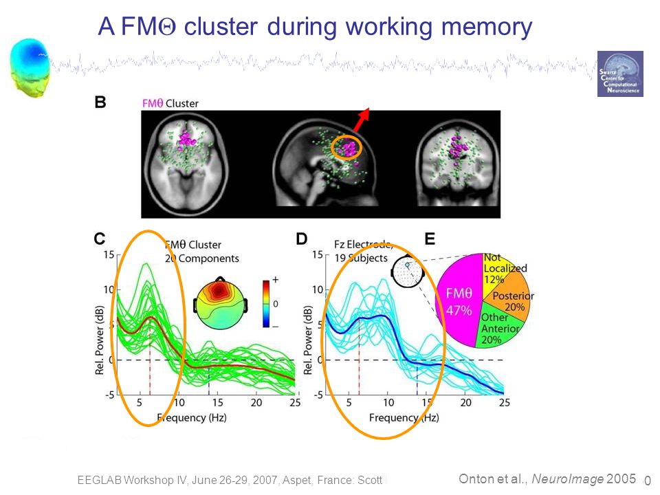 EEGLAB Workshop IV, June 26-29, 2007, Aspet, France: Scott Makeig – Component Clustering 30 Onton et al., NeuroImage 2005 A FM  cluster during working memory