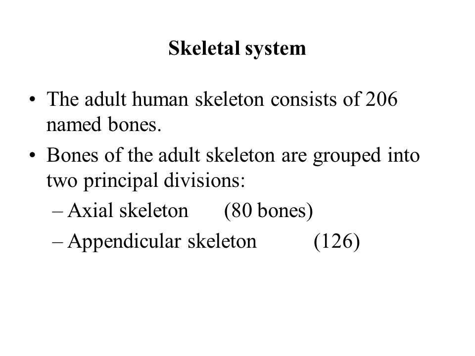 Skeletal system The adult human skeleton consists of 206 named bones.