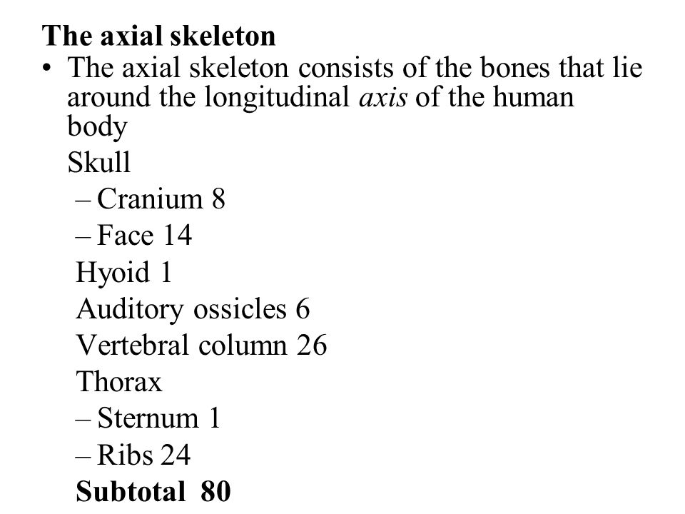 The axial skeleton The axial skeleton consists of the bones that lie around the longitudinal axis of the human body Skull –Cranium 8 –Face 14 Hyoid 1 Auditory ossicles 6 Vertebral column 26 Thorax –Sternum 1 –Ribs 24 Subtotal 80