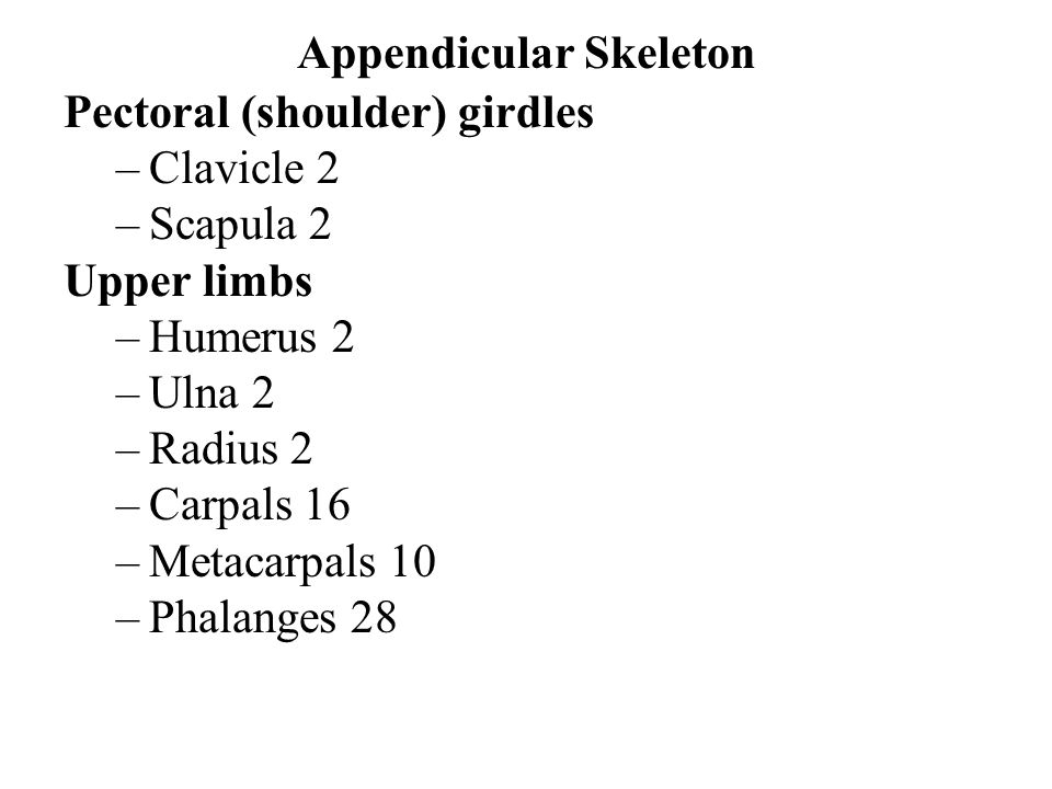 Appendicular Skeleton Pectoral (shoulder) girdles –Clavicle 2 –Scapula 2 Upper limbs –Humerus 2 –Ulna 2 –Radius 2 –Carpals 16 –Metacarpals 10 –Phalanges 28