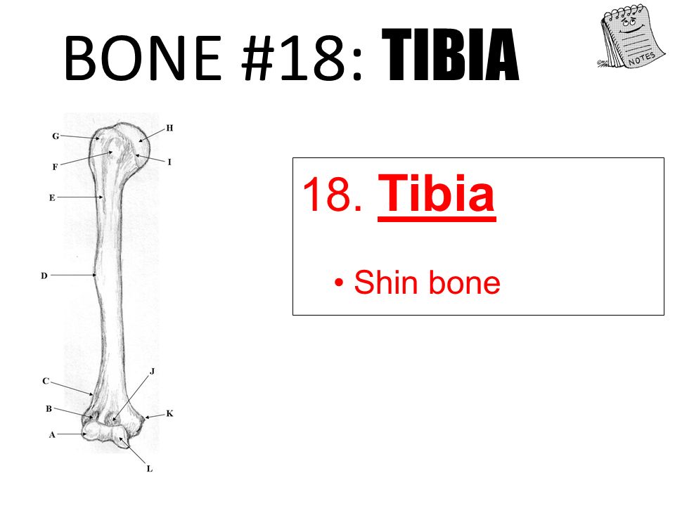 Do Now: Tuesday, Sept. 16 Objective: Major Bones of Skeleton Do 