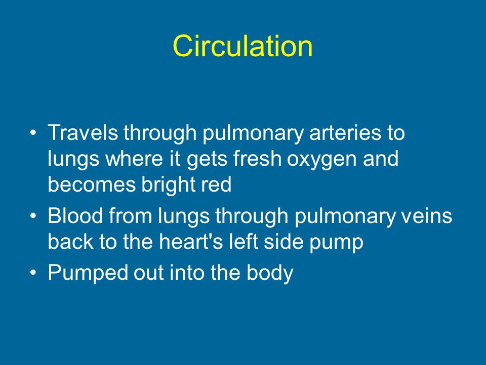 Circulation Travels through pulmonary arteries to lungs where it gets fresh oxygen and becomes bright red Blood from lungs through pulmonary veins back to the heart s left side pump Pumped out into the body