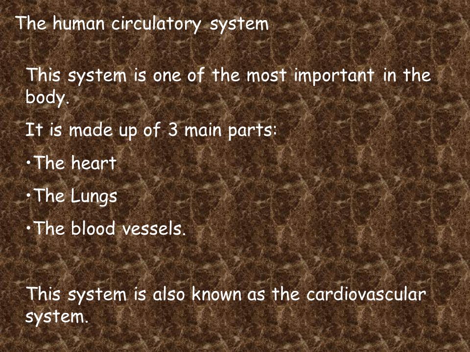 The human circulatory system This system is one of the most important in the body.