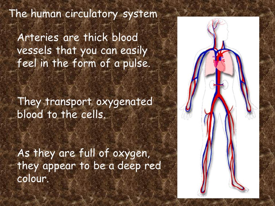 The human circulatory system Arteries are thick blood vessels that you can easily feel in the form of a pulse.