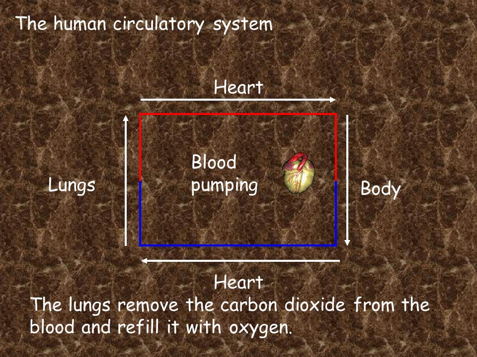 The human circulatory system Heart Lungs Heart Body Blood pumping The lungs remove the carbon dioxide from the blood and refill it with oxygen.