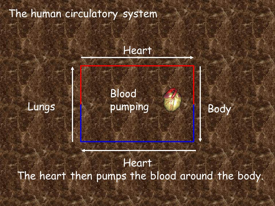 The human circulatory system Heart Lungs Heart Body Blood pumping The heart then pumps the blood around the body.