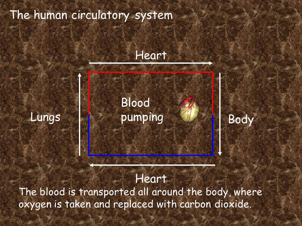 The human circulatory system Heart Lungs Heart Body Blood pumping The blood is transported all around the body, where oxygen is taken and replaced with carbon dioxide.