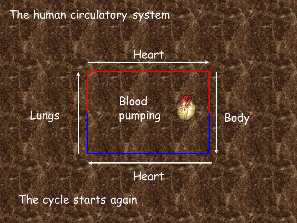 The human circulatory system Heart Lungs Heart Body Blood pumping The cycle starts again
