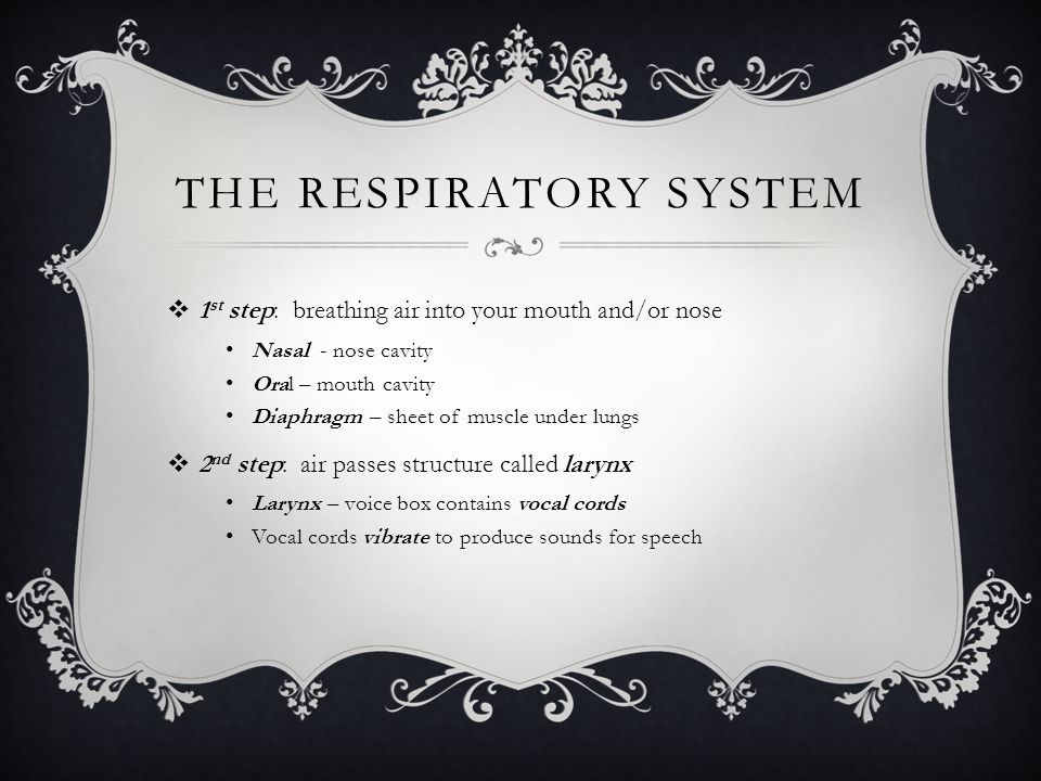 THE RESPIRATORY SYSTEM  1 st step: breathing air into your mouth and/or nose Nasal - nose cavity Oral – mouth cavity Diaphragm – sheet of muscle under lungs  2 nd step: air passes structure called larynx Larynx – voice box contains vocal cords Vocal cords vibrate to produce sounds for speech