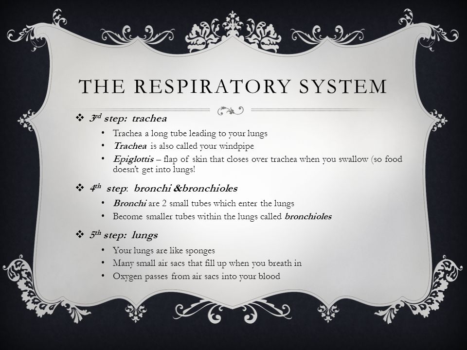 THE RESPIRATORY SYSTEM  3 rd step: trachea Trachea a long tube leading to your lungs Trachea is also called your windpipe Epiglottis – flap of skin that closes over trachea when you swallow (so food doesn’t get into lungs.
