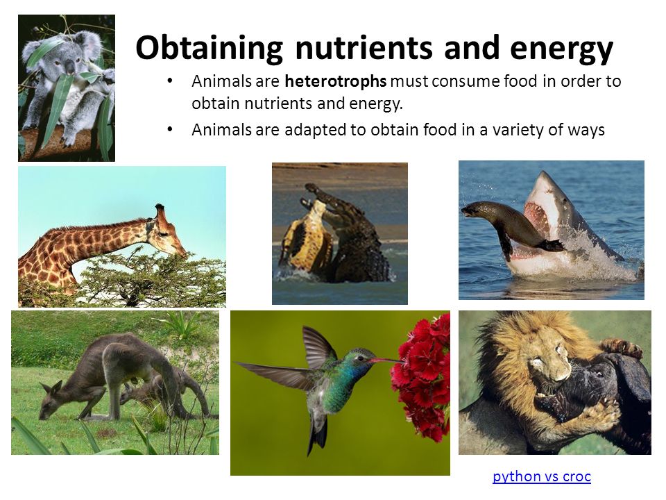 Common Requirements of living things - ANIMALS – Chapter ppt download