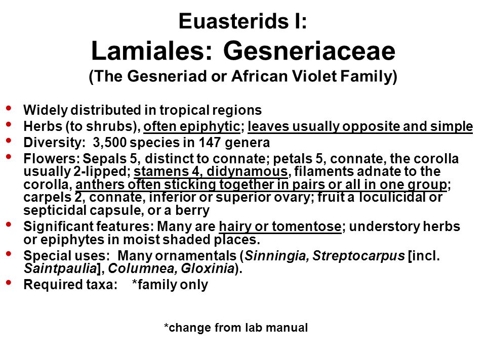 Euasterids I: Lamiales: Gesneriaceae (The Gesneriad or African Violet Family) Widely distributed in tropical regions Herbs (to shrubs), often epiphytic; leaves usually opposite and simple Diversity: 3,500 species in 147 genera Flowers: Sepals 5, distinct to connate; petals 5, connate, the corolla usually 2-lipped; stamens 4, didynamous, filaments adnate to the corolla, anthers often sticking together in pairs or all in one group; carpels 2, connate, inferior or superior ovary; fruit a loculicidal or septicidal capsule, or a berry Significant features: Many are hairy or tomentose; understory herbs or epiphytes in moist shaded places.