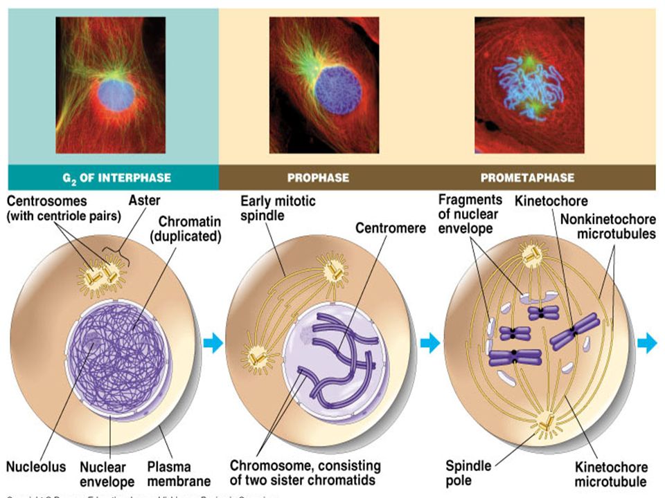 Biology Ch. 10 Cell Growth and Division Core Content: SC-HS ppt download