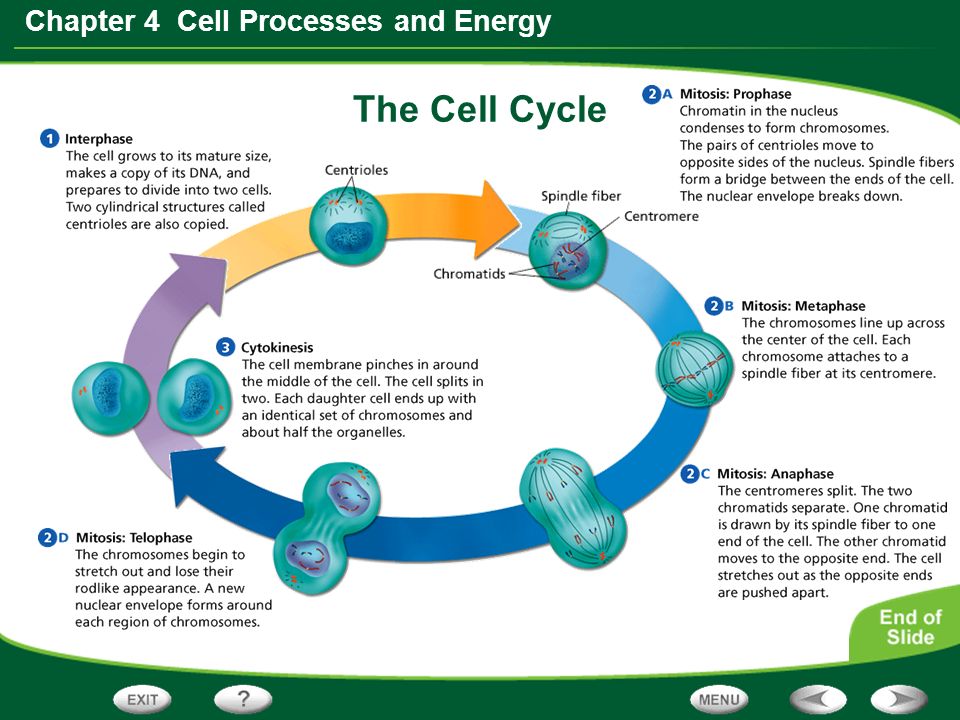 Each cell. Cell Cycle Flow. Energy Cell. Cell Division process. Process of Energy.