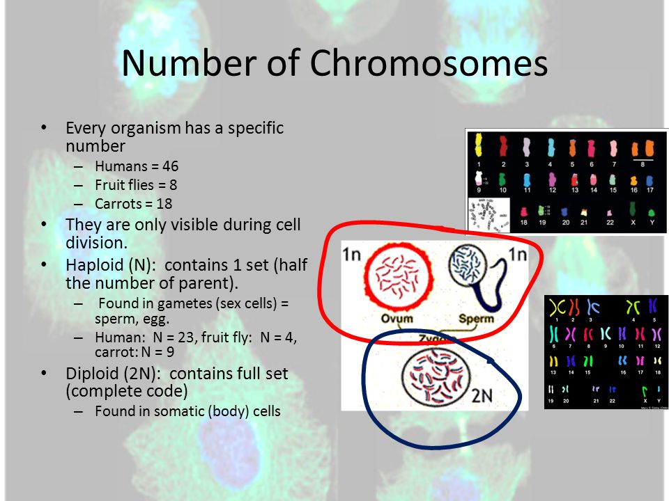 Was specially ababa cell sperm Think, that ababa cell sperm